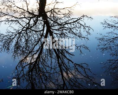 Winter tree reflections in Ripon Canal Ripon North Yorkshire England Stock Photo