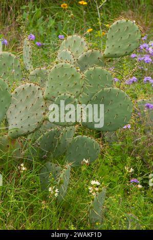 Engelmann prickly pear, South Llano River State Park, Texas Stock Photo