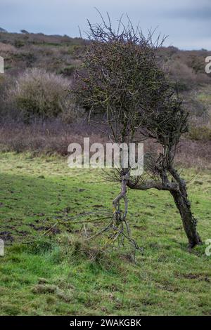 Common windblown hawthorn tree in winter Stock Photo