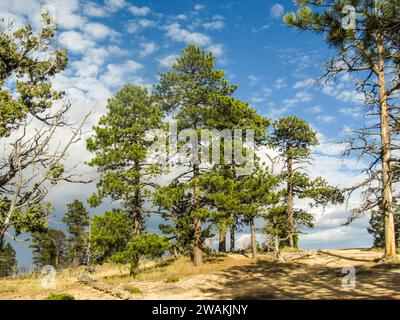 A small grouping of Douglas fir trees, Pseudotsuga menziesii,  along the edge of Bryce Canyon. Stock Photo