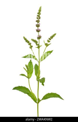 Mentha arvensis flower isolated on white background Stock Photo