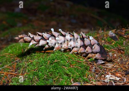 Pine cone laying on the ground in the forest. Quebec,Canada Stock Photo