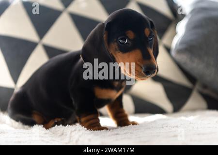 Cute small sausage dog 10 weeks old on the grey sofa indoor Stock Photo