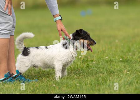 Dog owner trains with his Jack Russell Terrier. Working together on the dog place. Stock Photo
