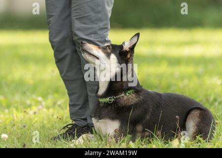Dog owner trains with his Kelpie   dog . Working together on the dog place. Stock Photo