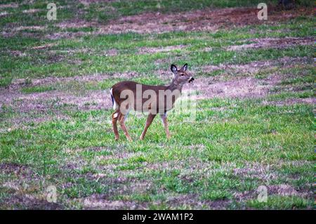 A White-tailed Deer Stands In A Lush Green Field Surrounded By A 