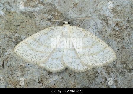 Closeup on the Common wave geometer moth, Cabera exanthemata , with spread wings Stock Photo