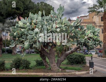 Old giant prickly pear plant (Opuntia ficus-indica) in a garden in the center of Catania, Sicily, Italy Stock Photo