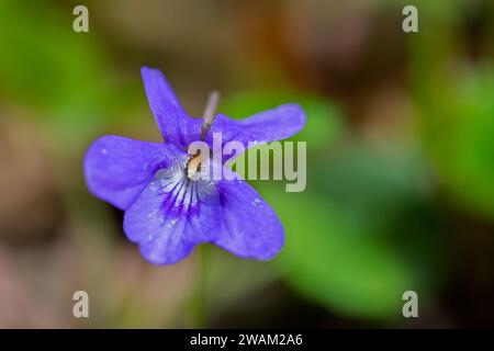 Early dog-violet / pale wood violet (Viola reichenbachiana / Viola sylvestris) in flower in spring Stock Photo