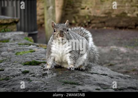 Grey squirrel, Sciurus carolinensis, tame wildlife Stock Photo