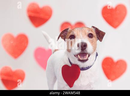 Playful dog with heart pendant on dog collar against heart background Stock Photo