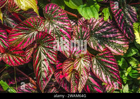 Caladium plant, a genus of flowering plants in the family Araceae. They are often known by the common name elephant ear, heart of Jesus and angel wing Stock Photo