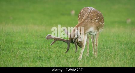 Eurasian dam deer with branched palmate antlers, with white-spotted reddish-brown coat Stock Photo
