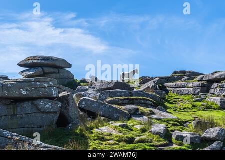 Wild horse on the mount Rough Tor on Bodmin Moor, Cornwall, England. Rough Tor or Roughtor is a hill on Bodmin Moor, Cornwall, England and is the seco Stock Photo