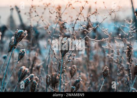 Dry plants and grasses covered in snow on a frosty and sunny winter morning outdoors Stock Photo