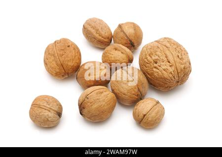 collections walnut isolated on white Stock Photo