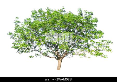 European walnut (Juglans regia) isolated on a white background Stock Photo