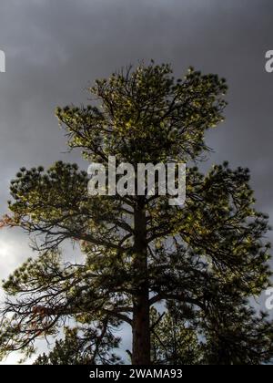 Looking up into a pine tree backlit against ominous stormy sky. Stock Photo