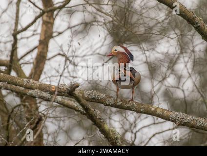 A Mandarin duck (Aix galericulata) non-native, pretty and distinctive, perched  high up  in a tree. Suffolk, UK. Stock Photo