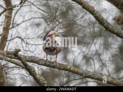 A Mandarin duck (Aix galericulata) non-native, pretty and distinctive, perched  high up  in a tree. Suffolk, UK. Stock Photo