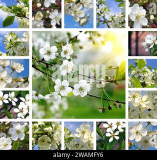 Collage of beautiful flowering trees Stock Photo - Alamy