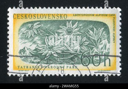 CZECHOSLOVAKIA - CIRCA 1957: stamp printed by Czechoslovakia, shows Edelweiss, circa 1957 Stock Photo