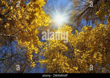 Tops of beautiful yellow trees and sun on the autumn sky Stock Photo