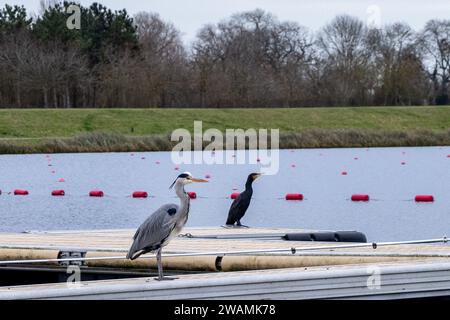 Dorney, UK. 1st January, 2024. A heron and a cormorant are pictured on Dorney Lake. Dorney Lake is a purpose-built rowing lake owned by Eton College. Credit: Mark Kerrison/Alamy Live News Stock Photo