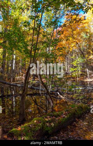 Gum Swamp in Cades Cove, Great Smoky Mountains National Park Stock Photo