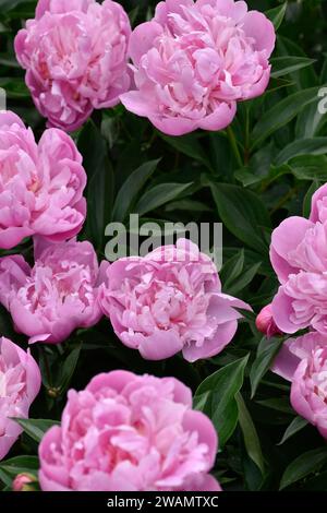Pretty pink peonies flowers in moody garden, dark green leaves, fragrant flowery aroma, spring blossoms, blooming petals, lush flower bush. Stock Photo