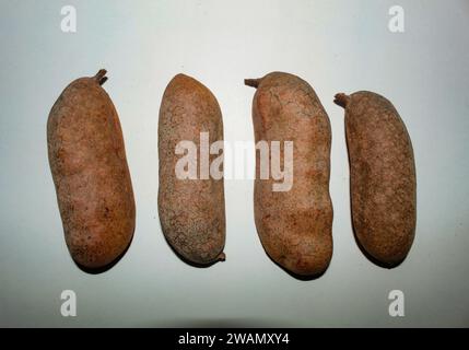 Fruits of Hymenaea courbaril, called Jatobá, a tree from the Fabaceae family, have valuable wood. Stock Photo