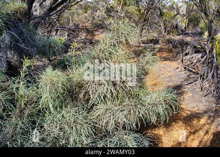 Wongan dryandra (Banksia Bella or Dryandra pulchella), a rare shrub endemic in Wongan Hills, Western Australia Stock Photo