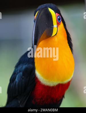 The toucan, a Brazilian bird, from the Ramphastidae family, lives in the tropical forests of Central and South America. Stock Photo