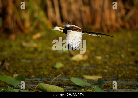 Pheasant-tailed Jacana - Hydrophasianus chirurgus bird in Hydrophasianus, elongated toes and nails that enable them to walk on floating vegetation in Stock Photo