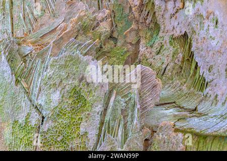 intricate patterns and textures of palm tree bark Stock Photo