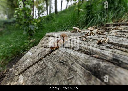 View of the cap of some mushrooms growing in a crack in a wooden stump Stock Photo