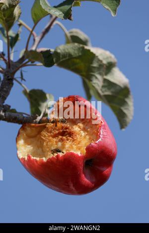 Red apple damaged by birds hanging on tree Stock Photo