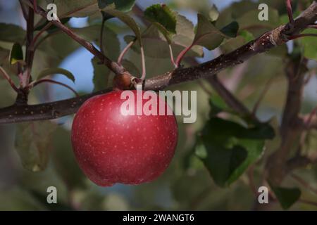 One bright red ripe apple growing on a tree Stock Photo