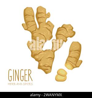 Vector colorful illustration of hand drawn ginger root and slice isolated on white background Stock Vector