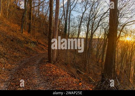 A hiking trail in the forest near the city of Jena in autumn Stock Photo