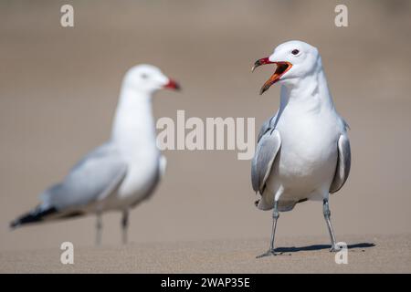 Audouin’s gull,  Ichthyaetus audouinii, Larus audouinii, on the beach, Ebro Delta, Catalonia, Spain Stock Photo