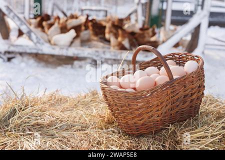 basket with chicken eggs on the background of a chicken eco farm, free range chicken farm Stock Photo