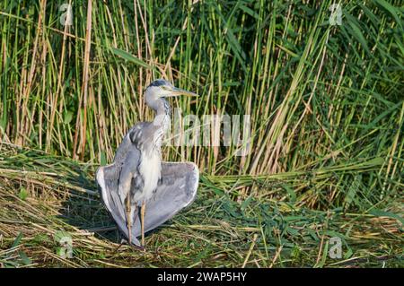 Grey heron (Ardea cinerea) sunbathing, Lower Saxony, Germany Stock Photo