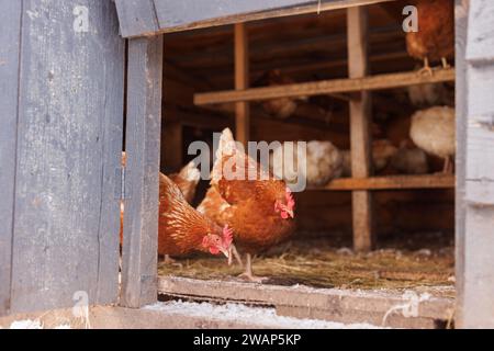 a flock of chickens in a chicken coop on an eco farm, free-range chicken farm Stock Photo