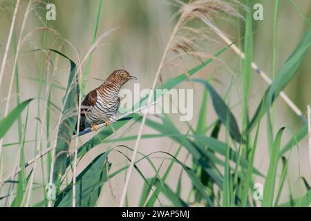 Common cuckoo (Cuculus canorus) female, Lower Saxony, Germany, Europe Stock Photo