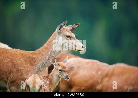 Red deer (Cervus elaphus) mother with her fawn, portrait, Kitzbühel, Wildpark Aurach, Austria, Europe Stock Photo