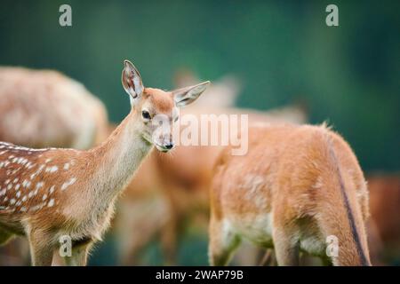 Red deer (Cervus elaphus), fawn, portrait, tirol, Kitzbühel, Wildpark Aurach, Austria, Europe Stock Photo