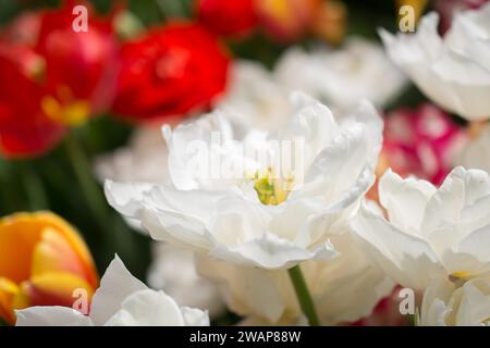 Outstanding colorful tulip flower bloom in the spring garden Stock ...