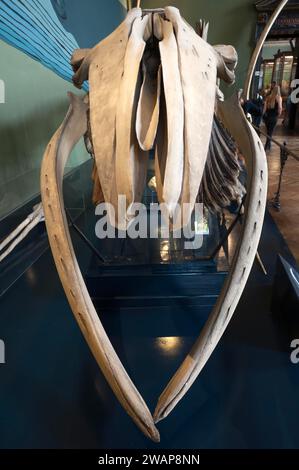 Skeleton of a fin whale (Balaenoptera physalus), Narurhistorisches Museum, opened in 1889, Vienna, Austria, Europe Stock Photo