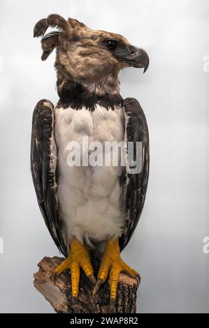 American harpy eagle (Harpia harpyja), bird of prey species of Central and South America, Natural History Museum, opened 1889, Vienna, Austria, Europe Stock Photo